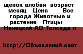 щенок алобая .возраст 1 месяц › Цена ­ 7 - Все города Животные и растения » Птицы   . Ненецкий АО,Топседа п.